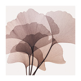 Gingko Leaves II