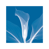 Calla