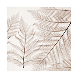 Ferns I