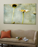 Study of White Daisies