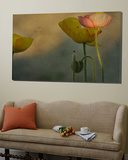 Study of Poppies