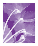 Cyclamen/White