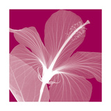 Hibiscus/White
