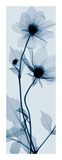 Tall Dahlia