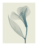 Alstromeria II