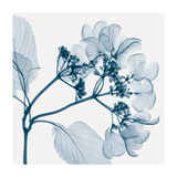Hydrangeas - Positive (Left)