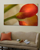 Study of Red Flower