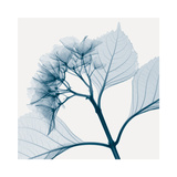 Hydrangeas - Positive (Right)