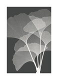 Gingkos I