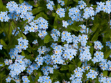 A Cluster of Forget Me Not Flowers  Myosotis Species  in Springtime