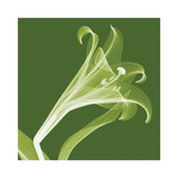Lilies A (Negative)