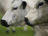 British White Cow and Bull with Nose Ring