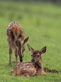Elk Fawns  Ceruvs Elaphaus  in a Meadow