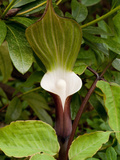 Close Up of a Jack-In-The-Pulpit Flower  Arisaema Sikokianum