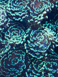 Hammer or Anchor Coral  Euphylla Anchora  in an Aquarium