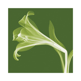 Lilies B (Negative)