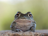 Portrait of a Sonoran Desert Toad  Bufo Alvarius