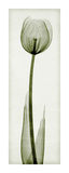 Tulipa II