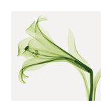 Lilies B (Positive)