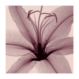 Lily