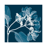 Hydrangeas A (Negative)