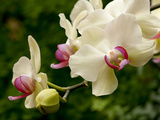 Close Up of White and Pink Moth Orchids  Phalaenopsis Species