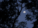 View of the Moon Through Trees in the Evening