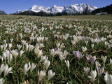 Wild Crocuses Emerging in the Spring