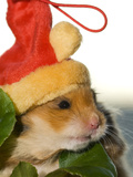 A Hamster with a Red Hat