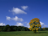 A Sycamore Tree  in Autumn Colors in a Meadow under a Blue Sky