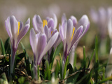 Wild Crocuses Emerging in the Spring