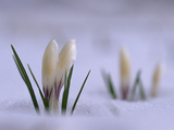 Wild Crocuses Emerging Through a Blanket of Snow