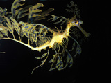 Leafy Sea Dragon Fish  Phycodurus Eques