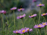 Alpine Asters  Aster Alpinus  in Bloom