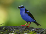 A Red-Legged Honeycreeper Perched on a Tree Branch in a Garden