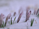Wild Crocuses Emerging Through a Blanket of Snow