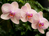 Three Colorful Moth Orchid Flowers  Phalaenopsis Species