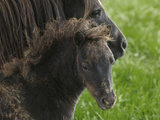 Shetland Ponies on the Lush Rolling Hills of Mid-Wales