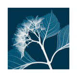 Hydrangeas B (Negative)