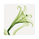 Lilies A (Positive)