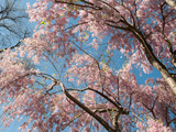 Canopy View of Weeping Cherry Trees  Prunus Subhirtella Var Pendula