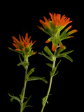 An Indian Paintbrush  Castilleja Coccinea