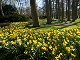 Daffodils in Bloom around Trees in a Public Garden