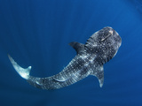 A Remora on the Head of a Whale Shark