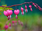 Bleeding Heart Shrub  Dicentra Spectabilis  in Bloom