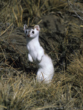 An Ermine  Mustela Erminea  a Short Tailed Weasel