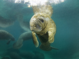 Young Manatees Rest Just under the Surface of the Water