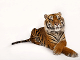 A Critically Endangered Sumatran Tiger  Panthera Tigris Sumatrae