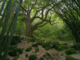 Bamboo and Mango Tree in Hanakapiai Valley
