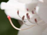 Close Up of the Pink Stigma of a Rhododendron Flower in Springtime